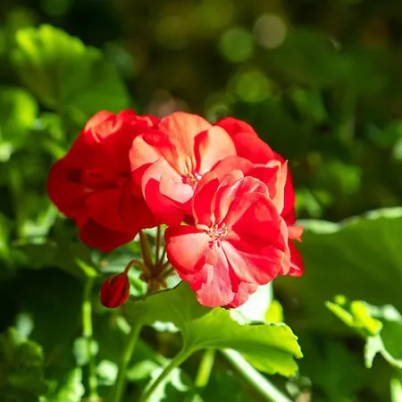 Garni Dei Fiori Ξενοδοχείο Ασκόνα