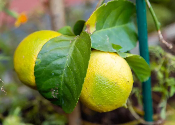 מלון Garni Dei Fiori 3*