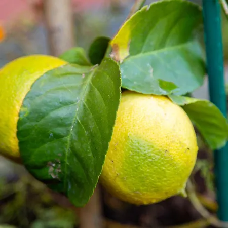 Hotel Garni Dei Fiori 3*