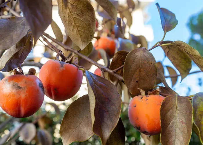Hotel Garni Dei Fiori 3*