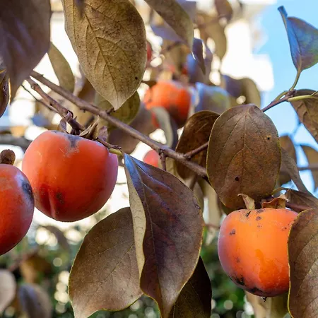 Ξενοδοχείο Garni Dei Fiori 3*